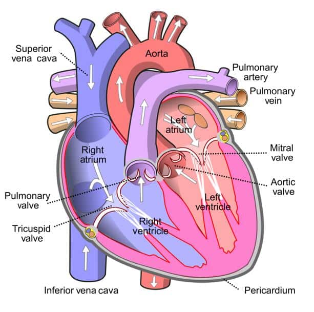 मानव रक्त परिसंचरण तंत्र क्या होता हैं? परिभाषा Blood Circulatory system in hindi